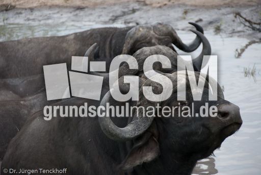 Afrikanischer Büffel (56 von 102).jpg